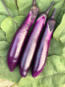 Chinese eggplant