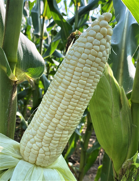 Asian Waxy Corn
