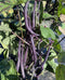 #BB1728-Reine violette améliorée