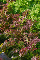 Purple and green leafy plants in a garden setting