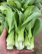 Green Pak choy