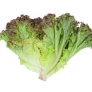 Close-up of a piece of green leafy lettuce on a white background