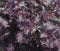 #PA1746-Red Shiso #1
