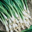 Bunch of green onions in a woven basket