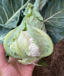 Hand holding a small cauliflower with green leaves covered.