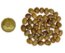 Brown Youdou bean next to a Canadian one dollar coin