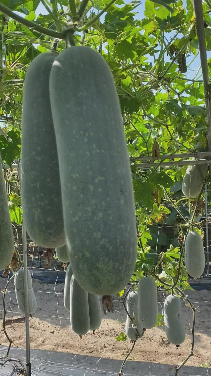 Winter melons on the vine