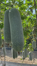 Winter melons on the vine