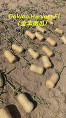 #SW1787-Golden Harvest F1