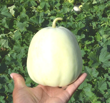 Oriental melon-Bai Mibao hybrid
