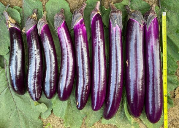 Chinese eggplant with measure type