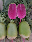 西瓜萝卜-超级红心杂种