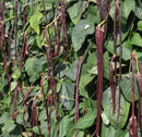 Yard Long Bean Red Noodle