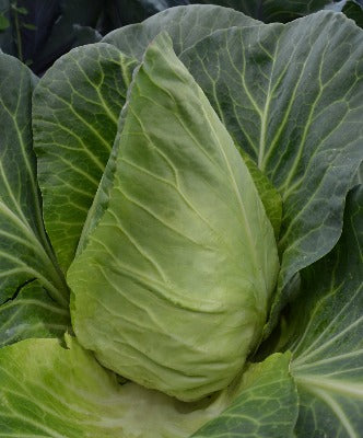 Pointed/Conehead Cabbage