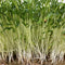 microgreen cilantro