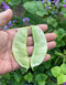 Bean Hyacinth Seeds/ Bian Dou Seeds