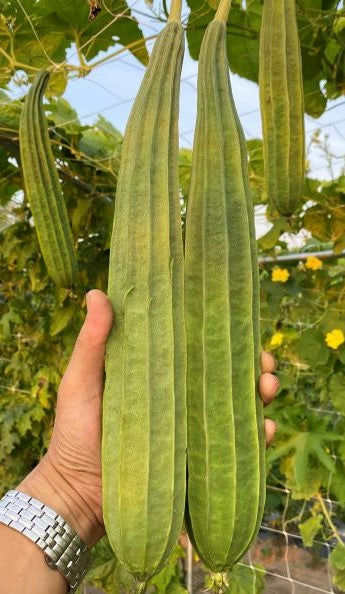 Chinese Ridged Si Gua Luffa - LU1663- Da Rou hybrid (大肉棱丝瓜 种子)