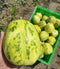 Melon oriental chinois