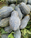 courge d'hiver Sweet Taro hybride