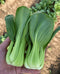 Green Pak Choy