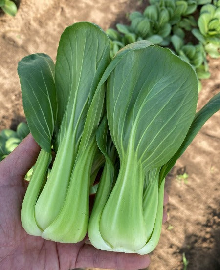Green Pak Choy