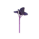 #BA1085-Purple Basil