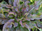 紫色芹菜