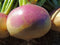 #TU1669-紫頂白球